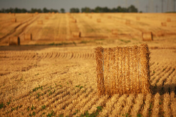 Bales of harvested dry straw on dry yellow wheat field harvested