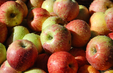 Pile of Gravenstein Apples freshly washed. These are the signature apple of the Sonoma County, California town of Sebastopol.