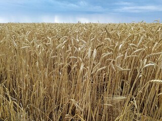 Wheat in the field