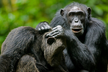 Chimpanzees, Kibale Forest Reserve, Uganda, Africa