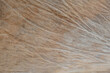 © Eugene - porous texture with lines of yellow color