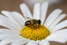 A Bee On A Camomile Flower. Macro Photo. White Petals And Yellow Stamens Of A Camomile. Yellow Pollen Of A Flower On The Body Of A Bee.A Bee Pollinates A Flower. Bee Wings, Paws, Head And Body Texture
