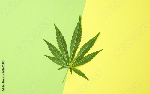 green hemp leaf on a colored background, part of the plant lies on the back side