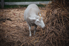 Sheep In A Farm, Grazing, Eating  Dried Grass