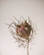 © Giovanna Graf - dry flower on beige background