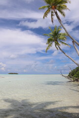 Sticker - Palmier sur une plage paradisiaque à Rangiroa, Polynésie française