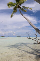 Wall Mural - Palmier sur une plage paradisiaque à Rangiroa, Polynésie française