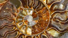Nautilus Shell Section, Ammonite Fossil Shell Rotation Backdrop. Ancient Macro Abstract Texture Background. Polished Ammonite Fossil Shell With Mineral Crystals. Close-up 4K UHD Video.