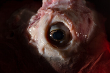 Sheep meat in water. The head of the animal without the skin. The eye of a slaughtered animal. Price for meat-eating.