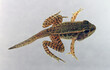 A Pickerel Frog that is transitioning from the tadpole stage to the adult stage. During metamorphosis the froglet has the tadpole tail, but also has the adult spot pattern and four legs. 