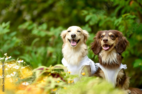 花畑 アドビストックのデザイン かべいろ Com おしゃれ壁紙リフォーム貼り替え インクジェット壁紙のかべいろ Com