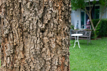 The surface of the trunk of the tree is the bark. Rough surface