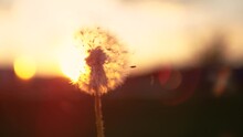 MACRO, LENS FLARE, DOF, COPY SPACE: Fluffy Dandelion Bulb Gets Swept Away By Morning Wind Blowing Across Sunlit Countryside. Evening Breeze Blows Soft White Seeds Off A Dandelion Blossom At Sunset.
