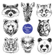 Hand drawn sketch animal heads vector illustration. Isolated cute trendy portraits of fox, raccoon, zebra, hippo, panda, ostrich, tiger, bear on white background