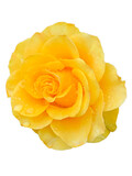 Fototapeta Koty - yellow rose with water drops isolated on white
