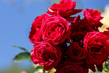 Petal of blooming rose in garden