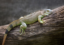 A Green Iguana Resting On A Tree.