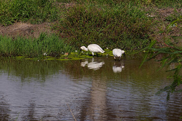 Two royal spoonbills feeding in a pond