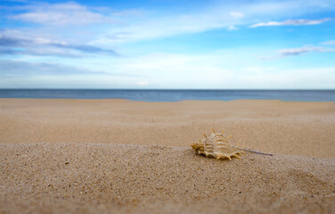 closed up view of  beatiful  seashell on clear fine sand beach with cloudy blue  sky , for  background