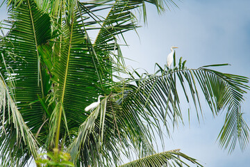 Wall Mural - coconut trees and grouse