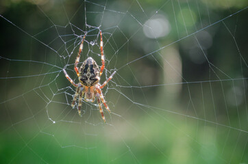spider on web