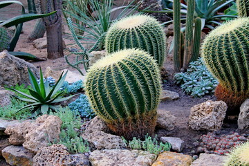 Cute cactus succulent plants garden landscape park. Green round desert cactus in dry succulent garden. Various cactus in greenery succulent garden. Landscape design background. Desert plants landscape