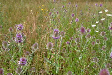 Dipsacus fullonum. Green wild Teasel or thistle, spiky plant with thorn on a meadow.