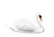 © Freesia - beautiful white swan isolated