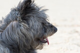 Fototapeta Psy - Portrait of a dog. Profile of a shaggy dog. Copy space.