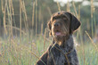 Portrait of old wirehaired pointing griffon. Wirehaired griffon on the partridge hunt.