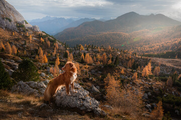 dog in the mountains. Nova Scotia Duck Tolling Retriever on peak of rocks at sunset. . Hiking with a pet