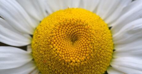 Closeup of a beautiful white marguerite .