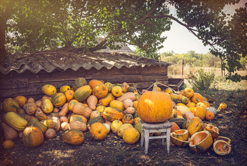 Wall Mural - Autumn colorful village garden. Harvest of ripe pumpkins