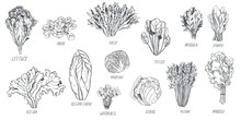 Hand Drawn Different Kinds Of Lettuce On White Background.  Vector Sketch Illustration