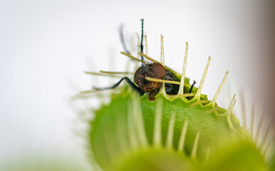 one common green house fly being eaten alive by a hungry venus flytrap plant 