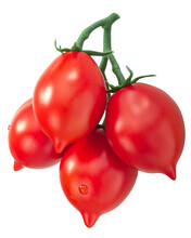 Piennolo Del Vesuvio  Tomatoes On The Vine, An Italian Heirloom Isolated