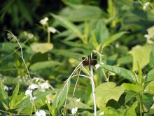 Closeup Shot Of A Black Dragonfly Perched On A Stem With Green Plants Around