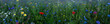 Colorful wildflowers on nature meadow
Colorful wildflowers on nature meadow. Habitat for honey bees, insects, and herbs. Large nature background panorama with short depth of focus and space for text.