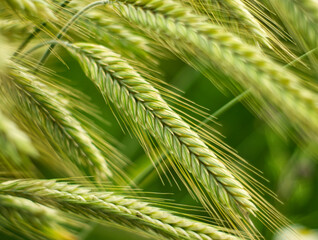 Close up of rye ears on the field. Summer landscape. Agriculture harvest. Countryside background