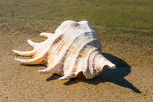 Large Seashell On The Seashore Lambis Truncata Close-up