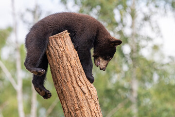 Wall Mural - Baby black bear playing in the tree