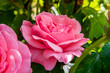 różowa róża w ogrodzie pink rose in the garden