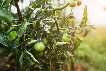 Wall Mural - Green ripening tomatoes on a branch - a new crop from organic fertilizers - farm life