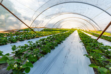 Cultivation Of Strawberry Fruits Using The Plasticulture Method, Plants Growing On Plastic Mulch In Walk-in Greenhouse Tunnels