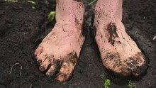 Watering The Garden. Dirty Male Feet Closeup. A Man Stands Barefoot On A Path In The Garden.