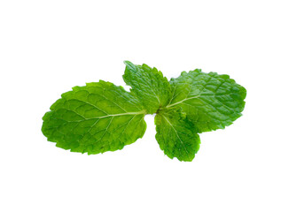 Fresh raw mint leaves isolated on white background