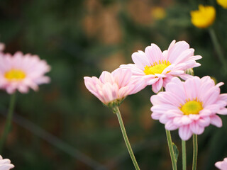 Beautiful cosmos flowers blooming in garden