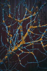 moss on tree