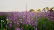 Slow Motion, Close-up, Flash Of The Sun. Golden Evening Sunbeams Shine Through Beautiful Lavender Stalks In The Picturesque French Countryside. Sunset In Breathtaking Purple Fields