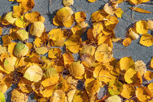 Background With Fallen Autumn Yellow Leaves On The Pavement